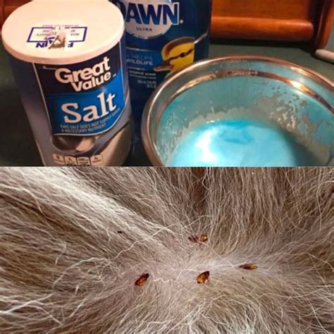Is Dawn Dish Detergent Good For Fleas at Carla Langford blog