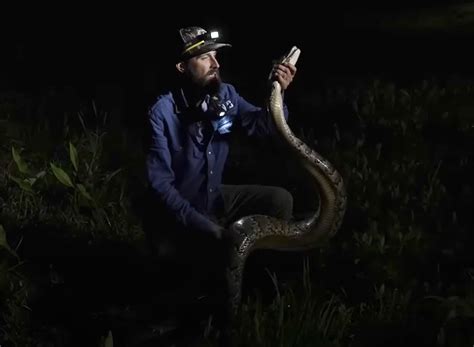 Image result for 50-Foot Python
