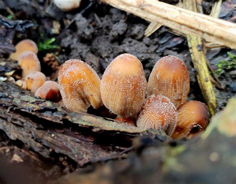 Coprinellus micaceus? : r/mushroomID