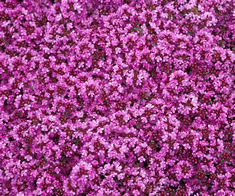 7 reasons a red creeping thyme lawn is 1000x better…