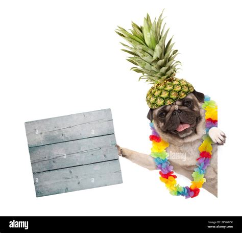 Is Pineapple Good For Pugs at Alfred Sullivan blog