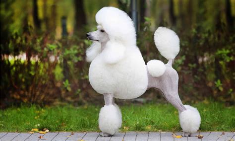 10 Fascinating Facts About Poodles - A-Z Animals