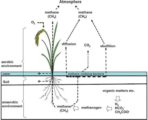 ‘Methane Emissions in Livestock and Rice Systems’ : A Report Published ...