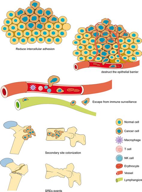 Frontiers | Current comprehensive understanding of denosumab (the RANKL ...