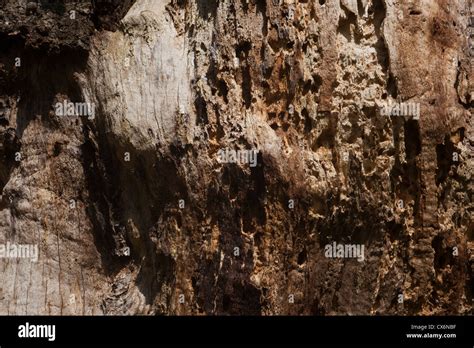 Image result for Oak Tree Rot Base of Trunk