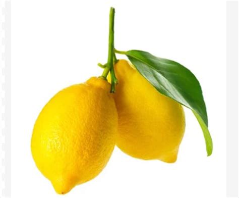 Green view "Eureka Lemon"Grafted hybrid - 1 Healthy Live Eureka lemon ...