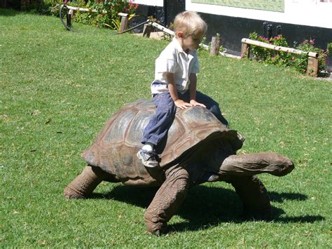 Giant Tortoise Pet