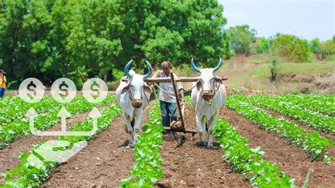 PM Kisan 20th Installment Date 2025: Farmers To Get Rs 2,000 On Aug 2 ...