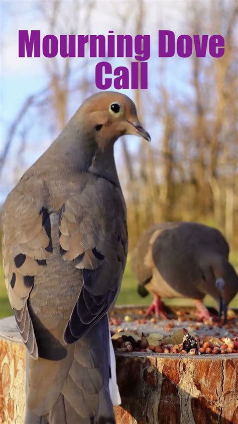 mourning dove call - YouTube
