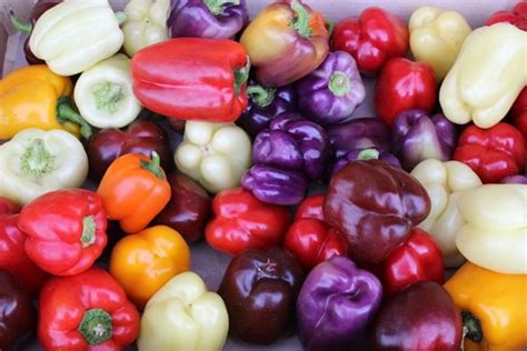 Can Cats Eat Yellow Bell Peppers
