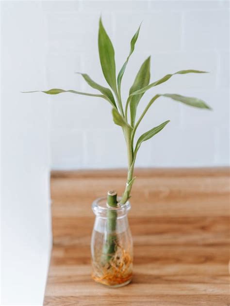 Image result for Bambu Da Sorte