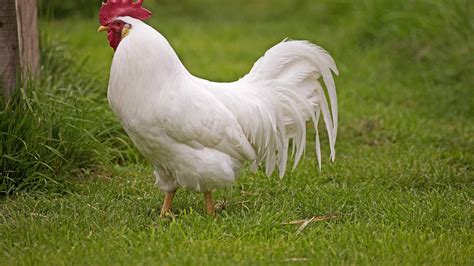 Leghorn Chicken Bird Facts - Gallus gallus domesticus - A-Z Animals