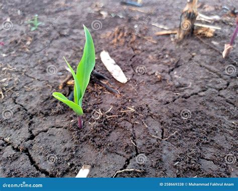 Corn Plants Start To Grow in the Fields Stock Photo - Image of grow ...