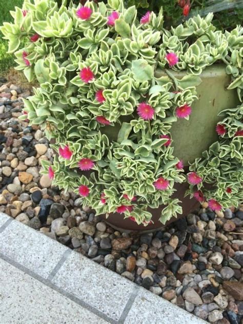 PRE ORDER SALE - Baby Sun Rose Succulents House Plants Live Plant - Etsy