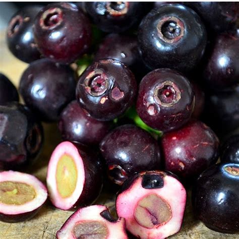 Lipote Fruit Plants (Syzygium Curranii) – veliyathgardens