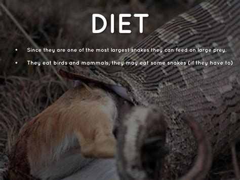 Image result for Burmese Python Eat Chicken