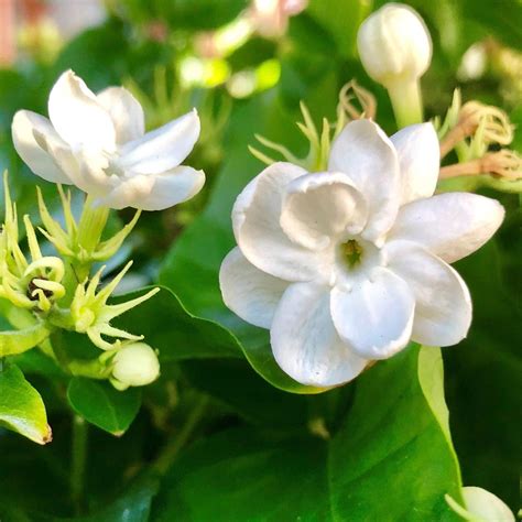 Types Of Jasmine Flower Seeds - Design Talk