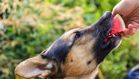 Can Dogs Eat Fruit? The Apple-to-Watermelon Answer