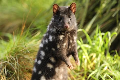 The Baby Quoll: Australia’s Spotted Wonder and Its Remarkable Journey – New and Tips