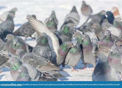Pigeons Feed in the Winter. a Lot of Pigeons. a Flock of Pigeons. Birds Feed in Winter Stock ...