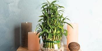 Ugaoo Lucky Bamboo 3 Layer Feng Shui Plant
