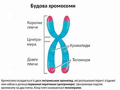 Зображення за запитом Хромосома