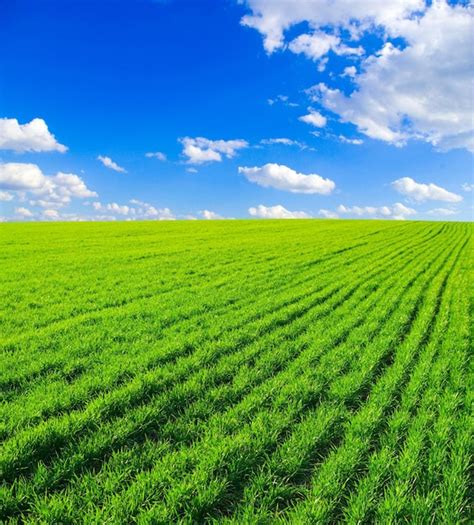 Field Calculator Python 的图像结果