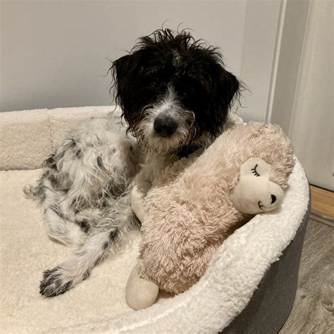 Dalmatian Mix With Poodle