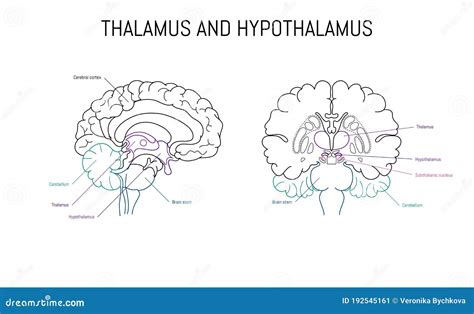 Thalamus Vs Hypothalamus