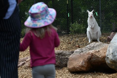 Denver Zoo new exhibit brings wallabies, kangaroos up close