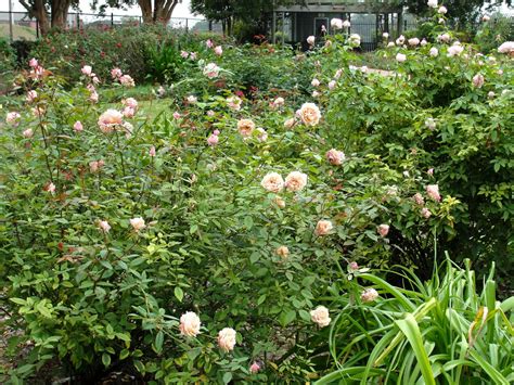 Fall Rose Pruning - Smith County Master Gardeners