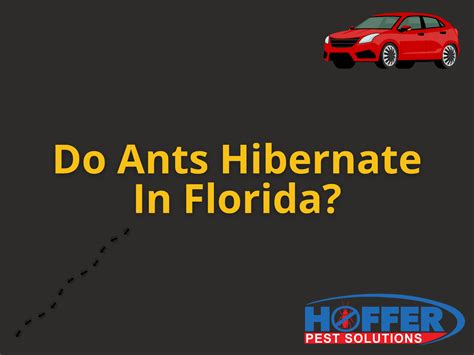 Do Ants Hibernate in Florida? Winter Pest Guide