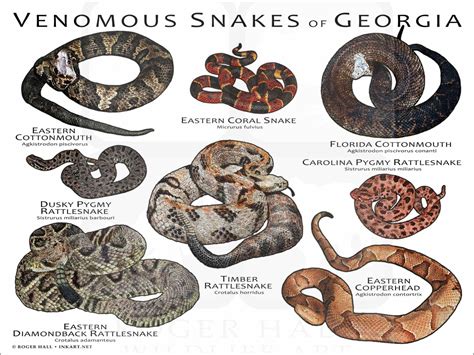 Venomous Snakes of Georgia Poster Print
