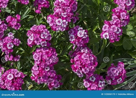 Sweet William or Dianthus Barbatus Flower is a Flowering Plant in the ...