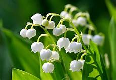 mughetto significato dei fiori scelte per te giardino fiore mughetto mughetto significato dei fiori scelte per te giardino fiore mughetto