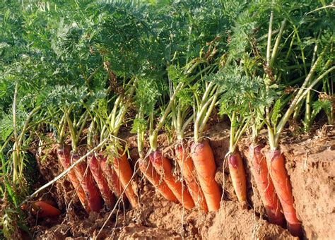 Carrot Crops
