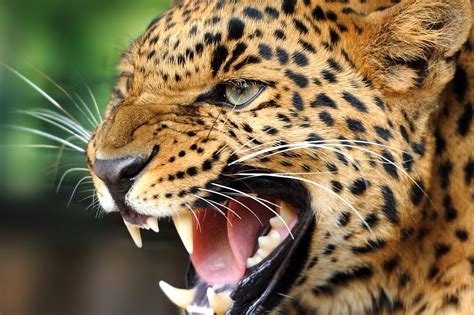 animal pictures hd