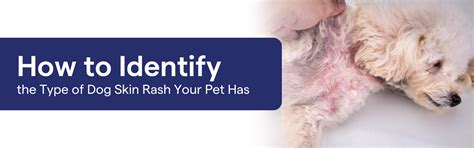 How to Identify the Type of Dog Skin Rash Your Pet Has – K9 Vitality
