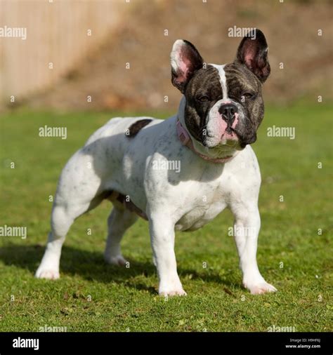 french bulldog, brindle and white Stock Photo - Alamy