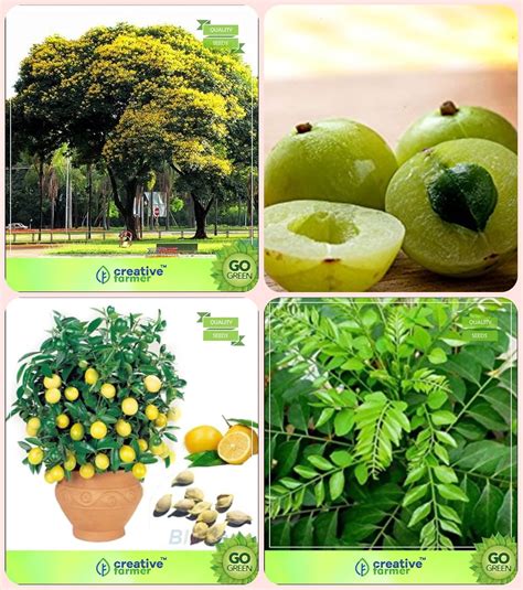 Creative Farmer Tree Seeds For All Season Peltophorum,Amla Tree,Citrus ...