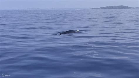 Whale Watching Mirissa VIP Private Sports Boat Trip - Klook India