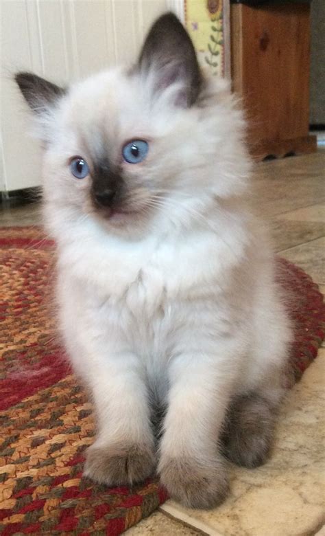 Myresa is a seal point ragdoll kitten from our third litter. She has ...