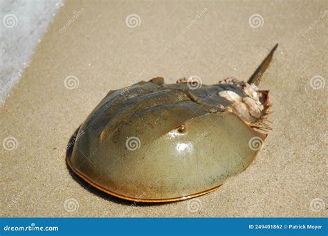 Close Up of Horseshoe Crab in New Jersey Delaware Bay Stock Photo ...