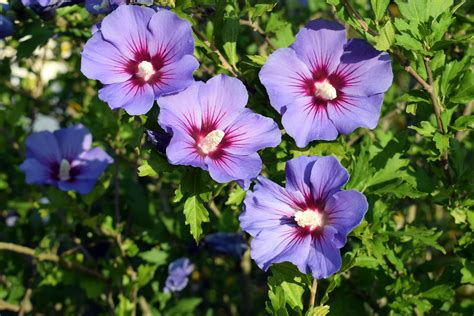 Pictures Rose Of Sharon
