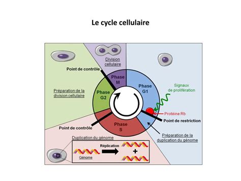 Comment Reprogrammer ADN 的图像结果