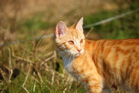 Image result for How to Create JavaServer