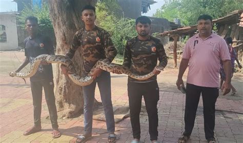 An 11 feet long python was caught from the field of Mandvi Vareli ...