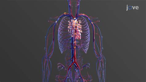 Video: Specialized Characteristics of Cardiac Muscles