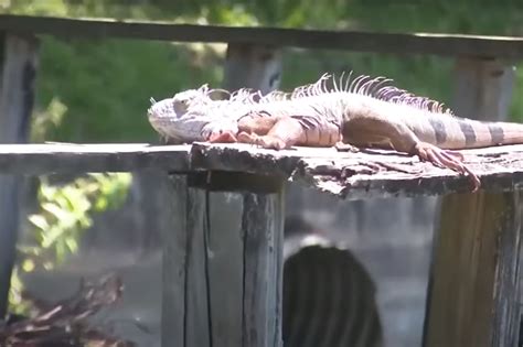 Miami Beach considers paying bounty for iguanas