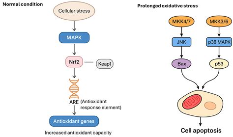 Toxic Effects of Nanoplastics on Animals: Comparative Insights into ...